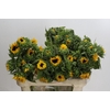 Helianthus Orange Fire