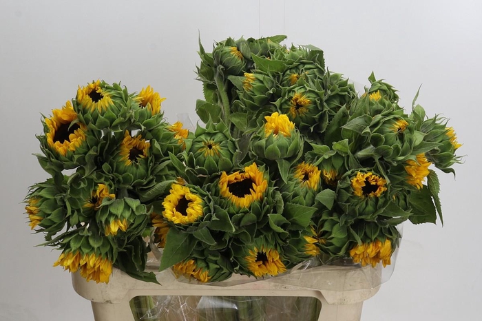 Helianthus Orange Fire