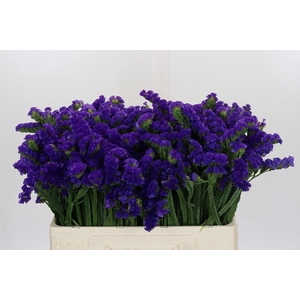 Limonium Marina Violet