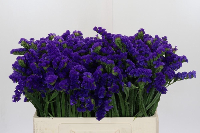 <h4>Limonium Marina Violet</h4>