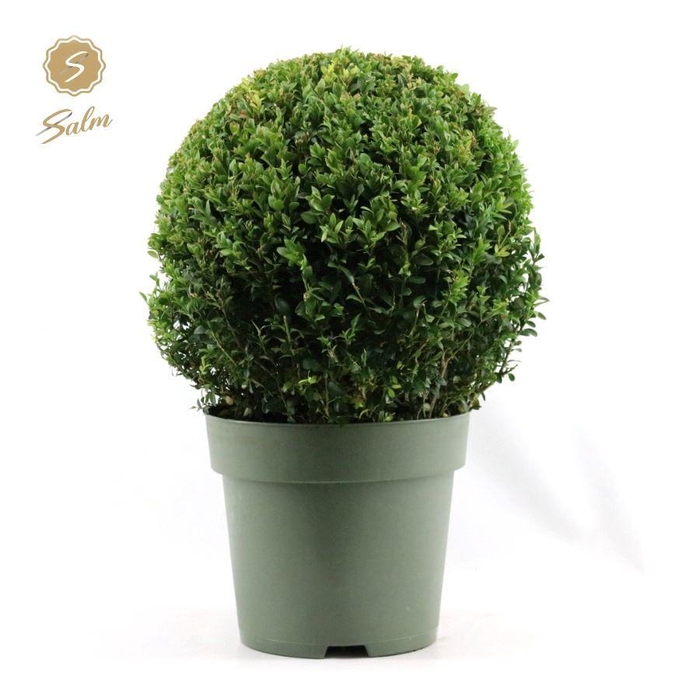 <h4>Buxus semp. Ball Ø35cm P27</h4>