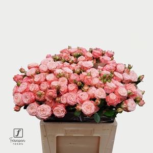 Rosa TR 'First Date' FRANSEN