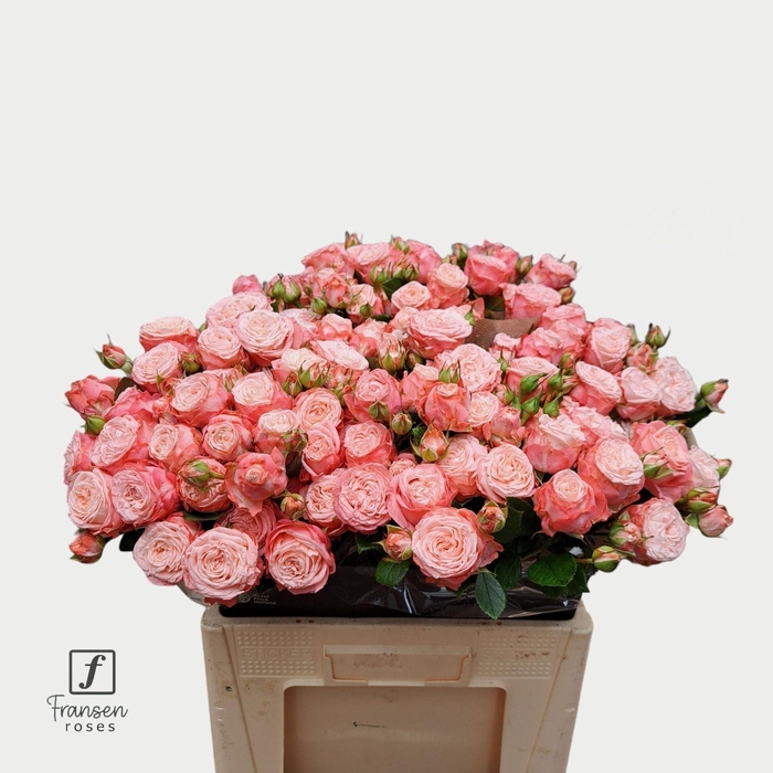 <h4>Rosa TR 'First Date' FRANSEN</h4>