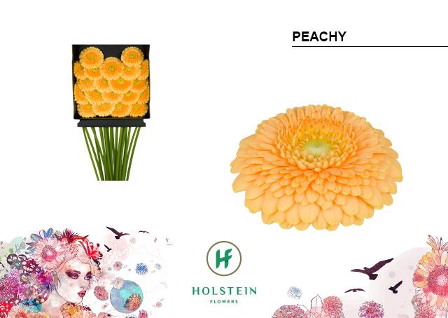 <h4>GE MB GERPONI PEACHY DIA KAART x40</h4>