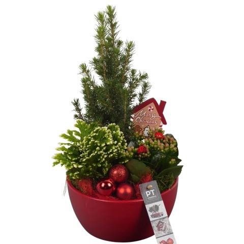 <h4>PTCHR7237 Arrangement Christmas Red in keramiek sc</h4>
