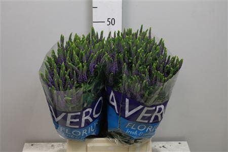 <h4>Veron Smart Diana</h4>