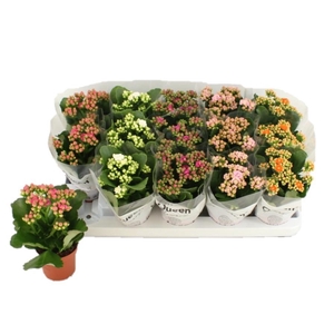 KALAN CALAN LUIJK MIX P9