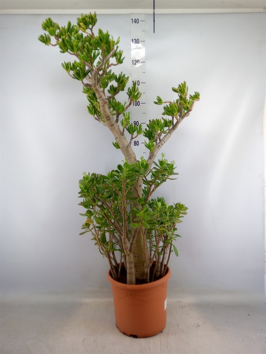 <h4>Crassula ovata 'Hobbit'</h4>