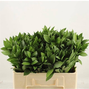 RUSCUS HYPOPHYLLUM