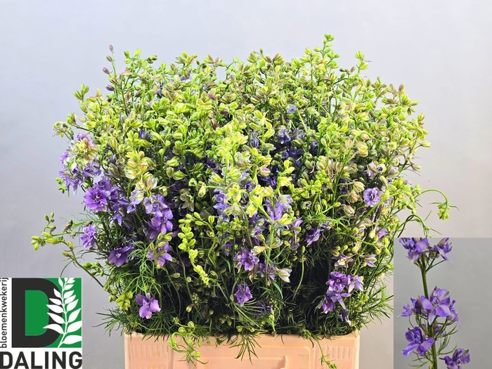 <h4>CONS R Q VIOLE LILAC</h4>