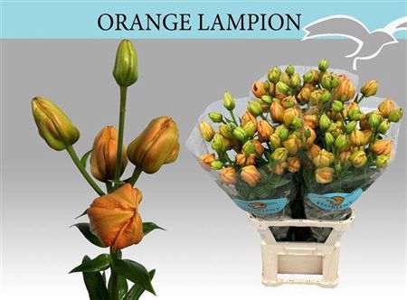 Li La Orange Lampion