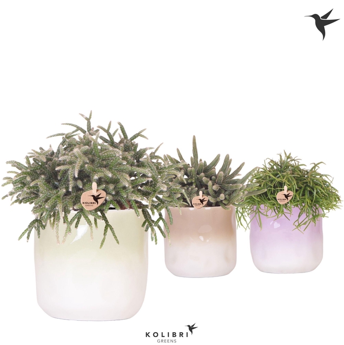 <h4>Kolibri Greens Rhipsalis mix in Gradience pot mix</h4>