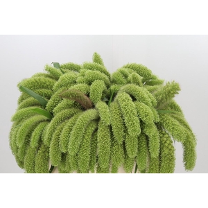 Setaria Italica Volle Melk