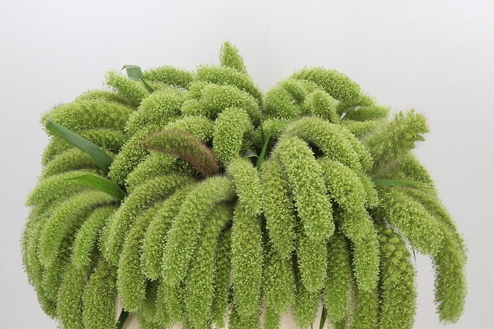 <h4>Setaria Italica Volle Melk</h4>