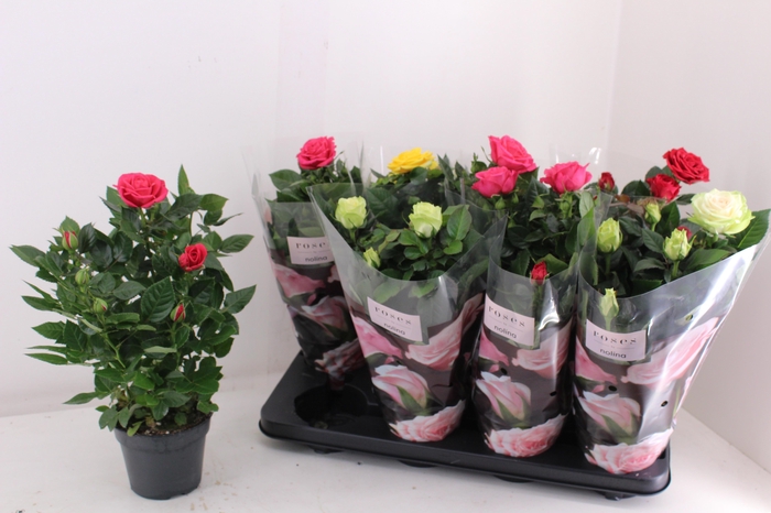 <h4>RO PATHIT GEM 4 SRT</h4>