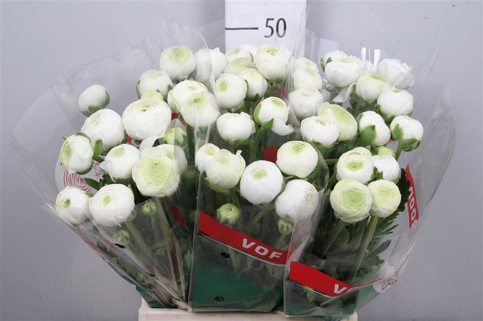 <h4>Ran Aazur White</h4>