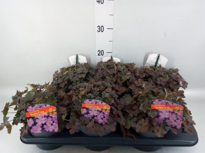 <h4>Geranium   ...</h4>