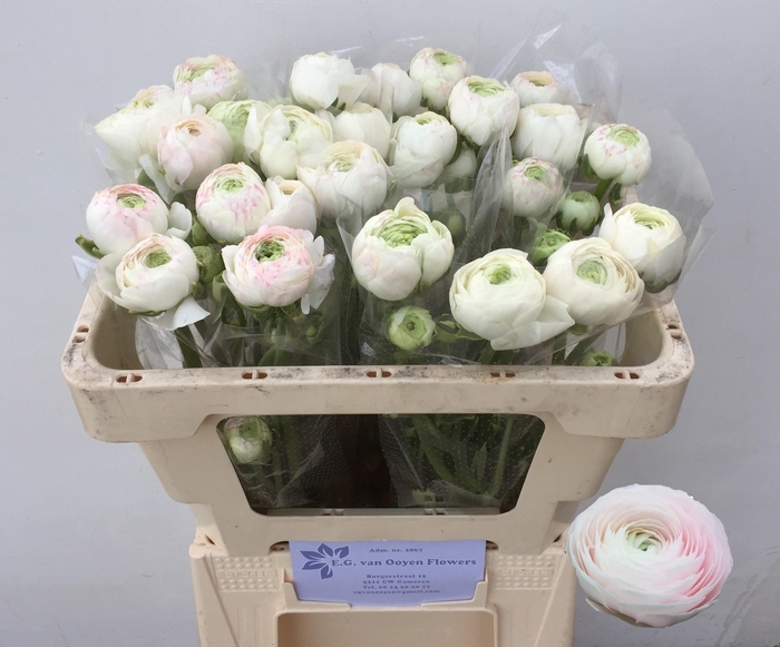 <h4>RAN SU HANOI</h4>