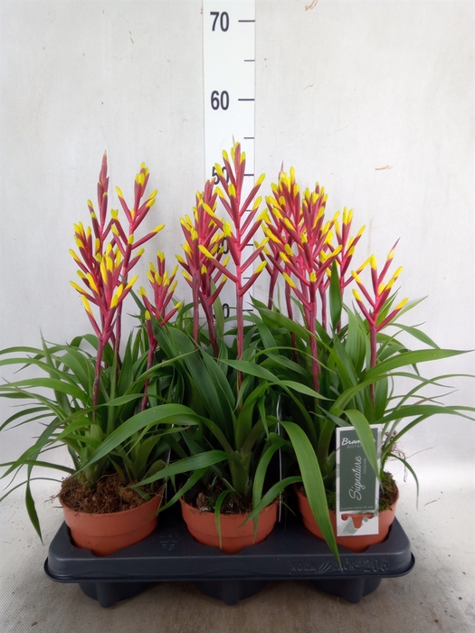 <h4>Guzmania  'Misty'</h4>