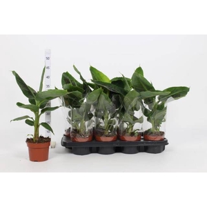 MUSA TROPICANA