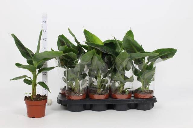 <h4>MUSA TROPICANA</h4>