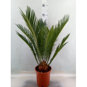 Cycas revoluta
