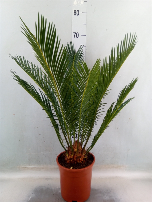 <h4>Cycas revoluta</h4>
