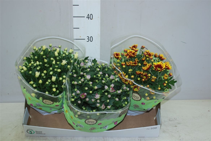 <h4>Chrysanth Gemengd Schaal</h4>