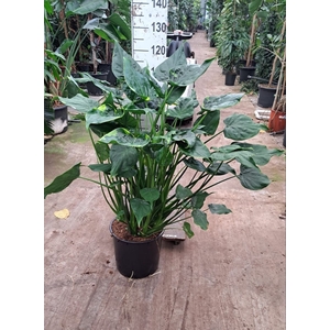 Alocasia cucullata