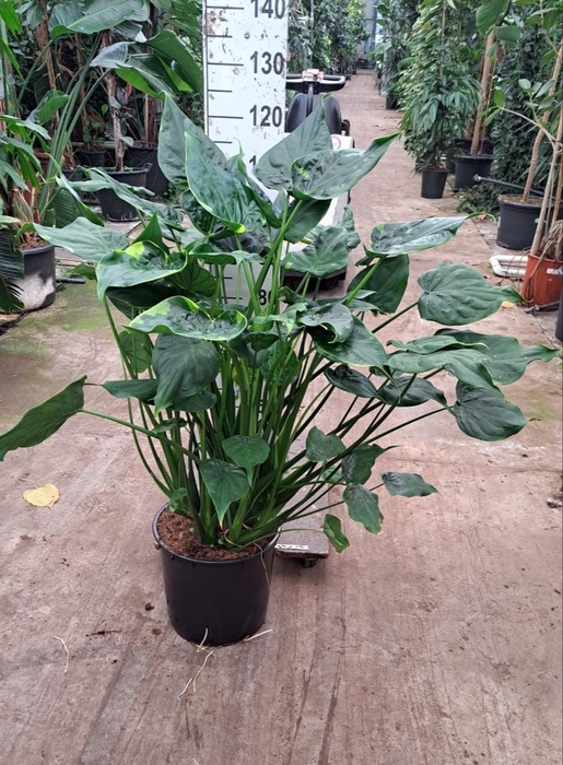 <h4>Alocasia cucullata</h4>