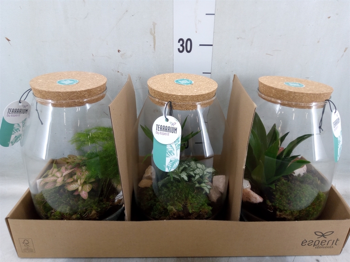 <h4>Arr.   Planten H%</h4>