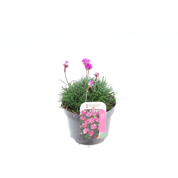 <h4>Armeria maritima Dusseldorf Pride</h4>