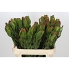 Leucadendron Laurel Yellow