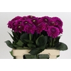 Dahlia Purple Fox