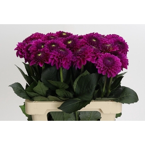 Dahlia Purple Fox