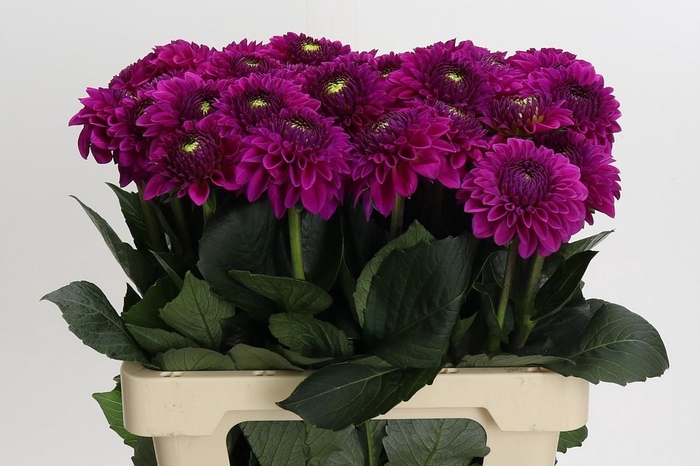 <h4>Dahlia Purple Fox</h4>