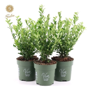 Viva Ilex crenata 'Jenny'® P10