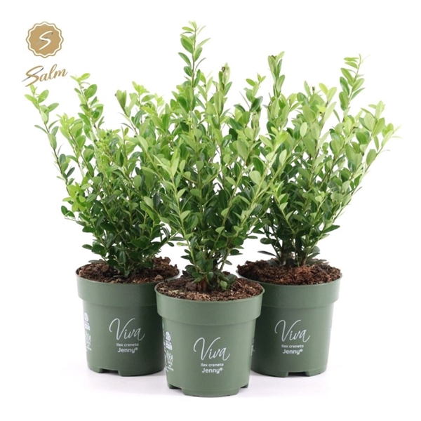 <h4>Viva Ilex crenata 'Jenny'® P10</h4>