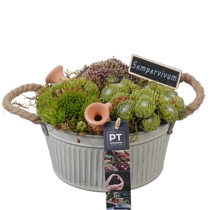 <h4>PTS7352 Arrangement Sempervivum in metalen pot</h4>