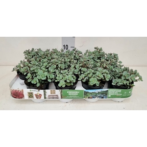 Sedum cauticola 'Lidakense'