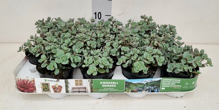 <h4>Sedum cauticola 'Lidakense'</h4>