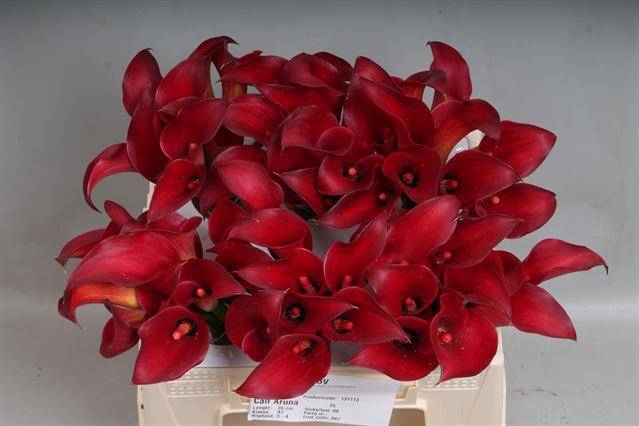 <h4>Calla Aruna Kallaland</h4>