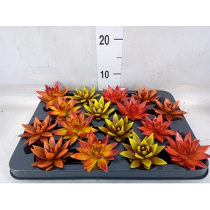 Echeveria  'Miranda'