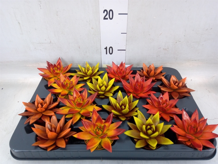 <h4>Echeveria  'Miranda'</h4>