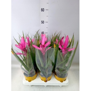 Tillandsia  'Antonio'