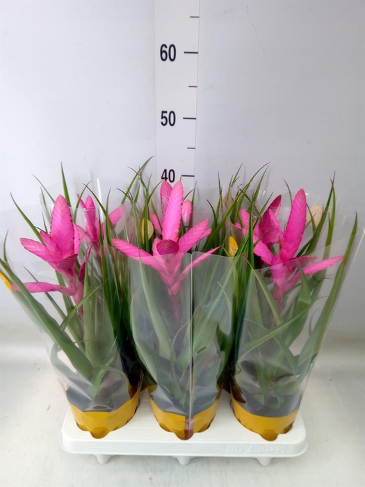 <h4>Tillandsia  'Antonio'</h4>