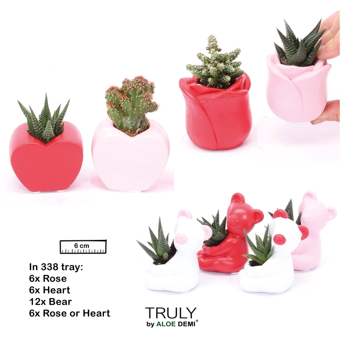 <h4>TRULY Succulent Cactus, Love mix mini</h4>