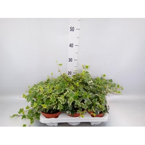 Hedera   ...variegated