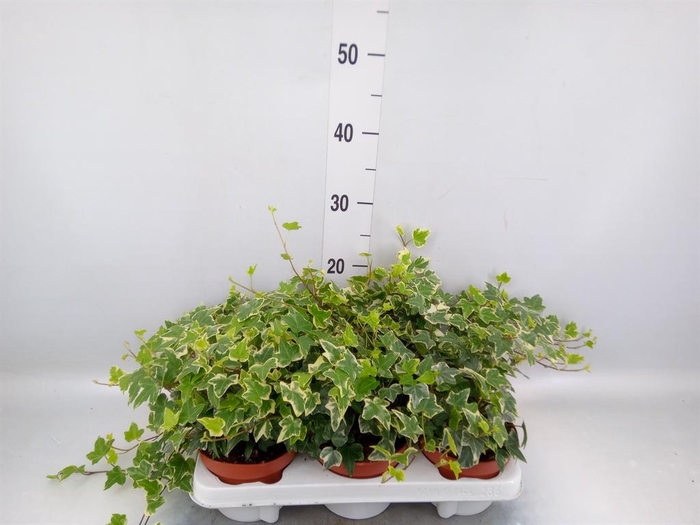 <h4>Hedera ...variegated</h4>