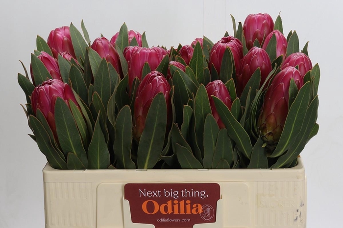 <h4>Protea Brenda</h4>